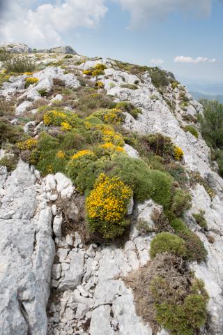 Crêtes à Genêt de Lobel © J.M. Salles