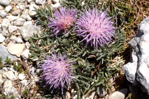 Serratule naine © J.C. Tempier - CEN PACA