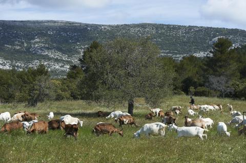 Pastoralisme en Sud Sainte-Baume © D. Caviglia
