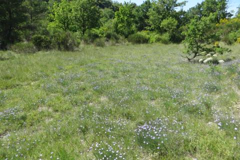 Pelouses sèches © ONF